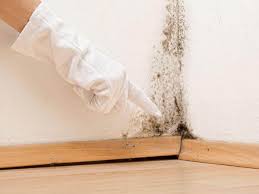 Best Mold Damage Restoration in Isle Of Hope, GA